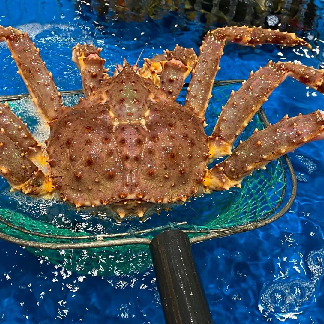 【鲜活帝王蟹约4斤/1只】深海野生高端海鲜.需要几只拍几只