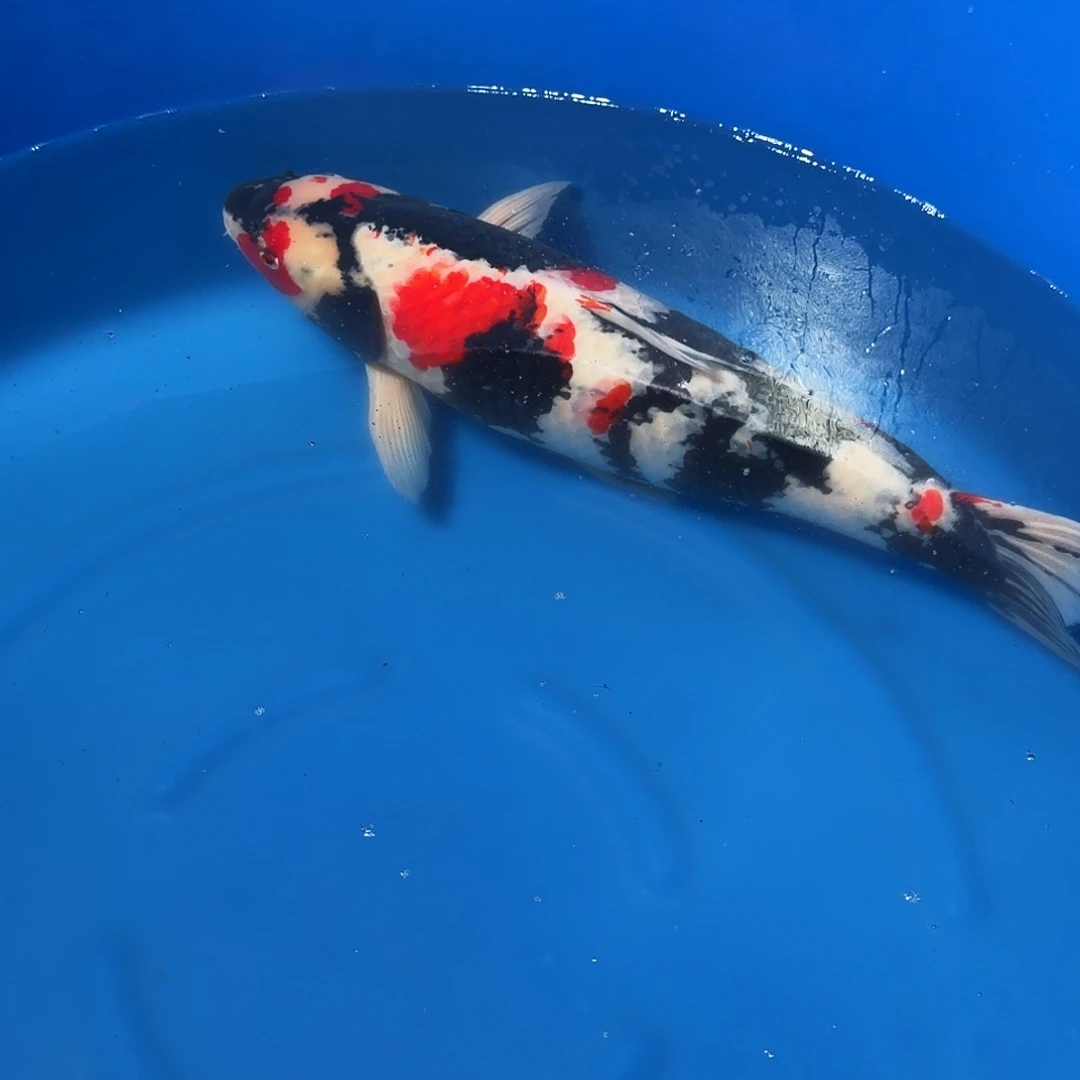 锦鲤昭和专拍链接