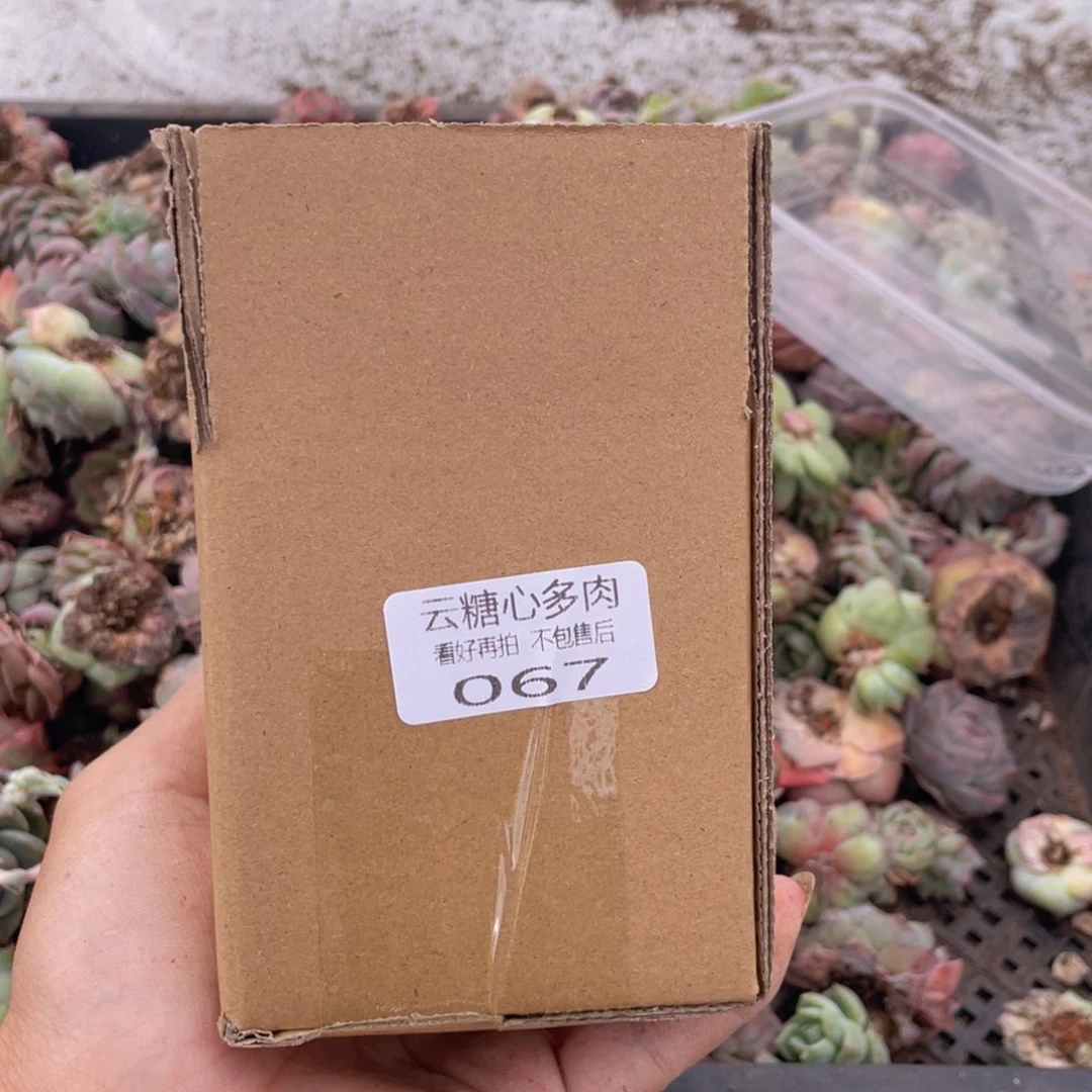 云糖心多肉植物67