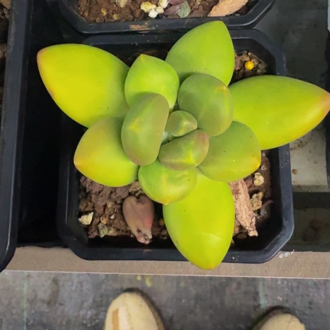 芒果奶 单头 一物一拍