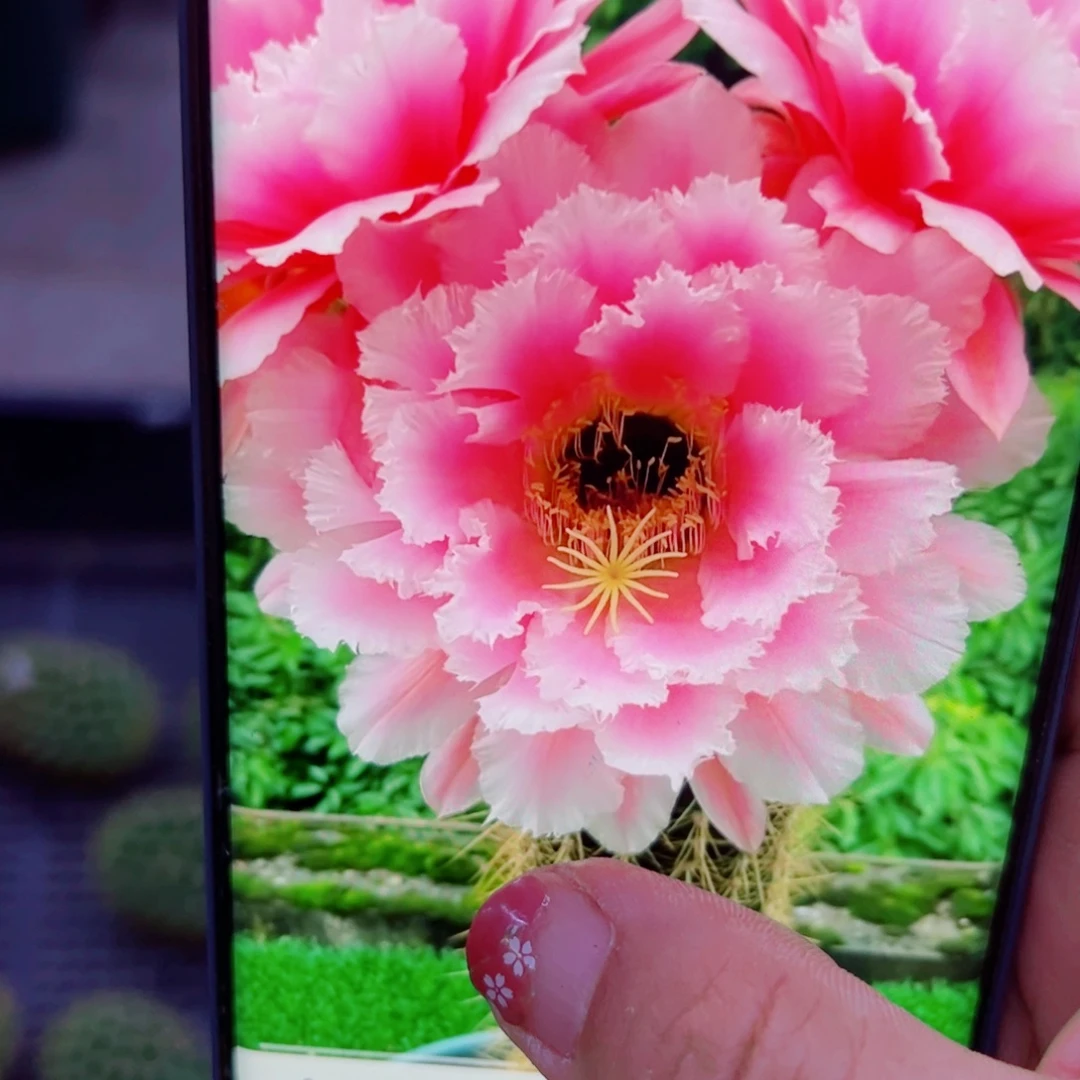 下39毛大仙女歪无根侧芽4一4公分左右20包邮