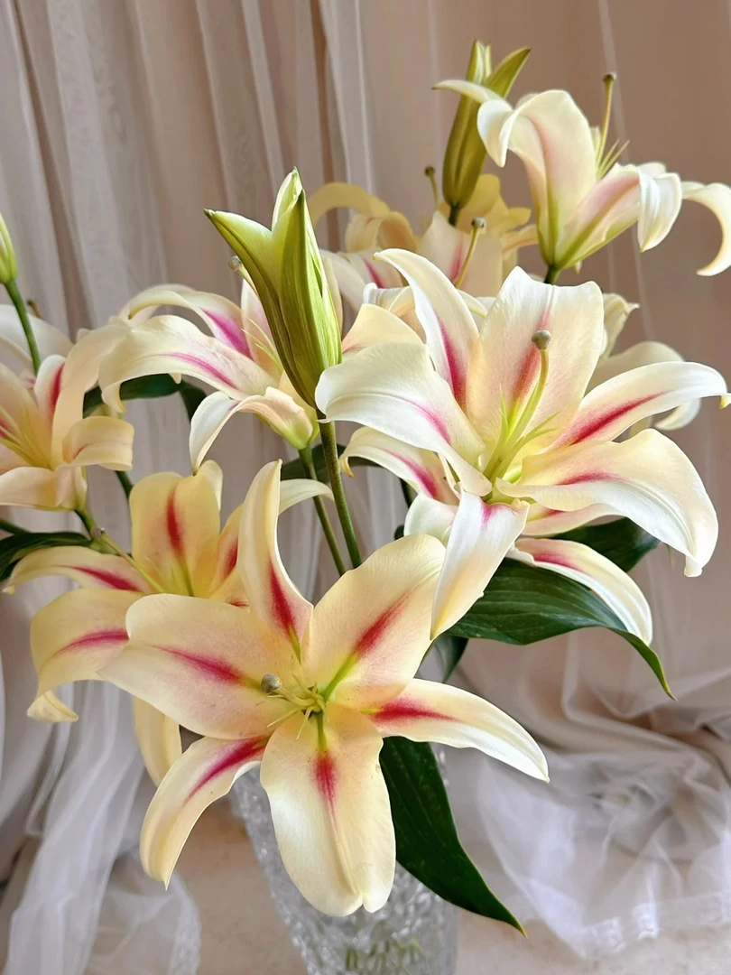 【小仙女】香水百合 一单包邮 云南鲜花昆明基地现采现发