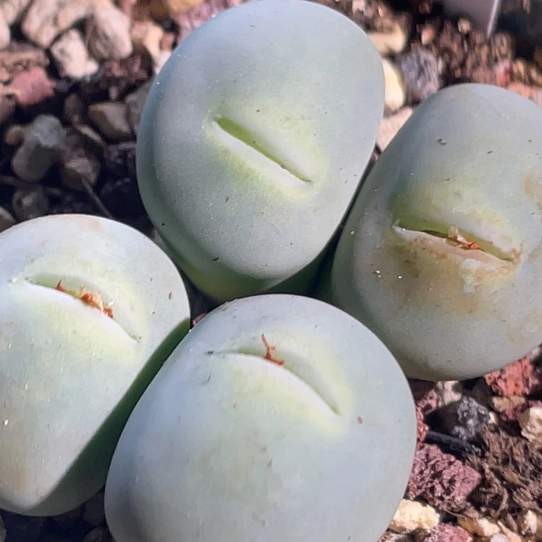 玻尿酸大嘴香肠嘴嘟嘟嘴植物一物一拍