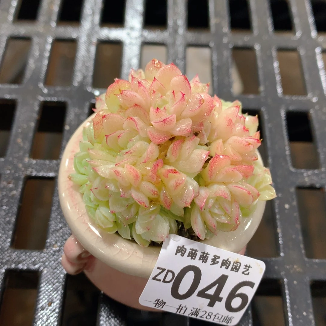 肉萌萌拇指盆精控多肉ZD046