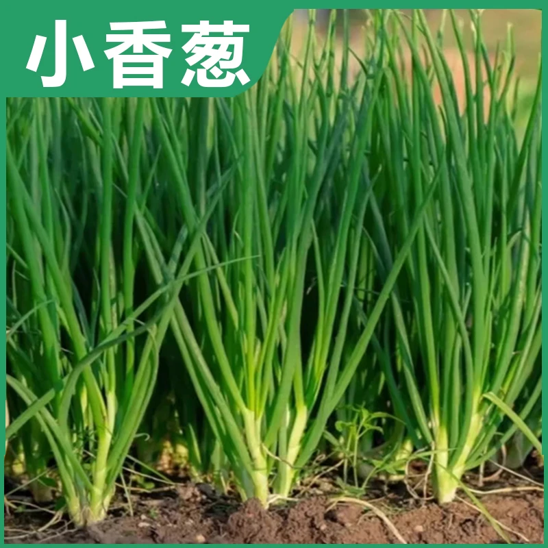 四季小香葱种子耐热耐寒小葱种籽阳台盆栽小菜园蔬菜种子全国种植