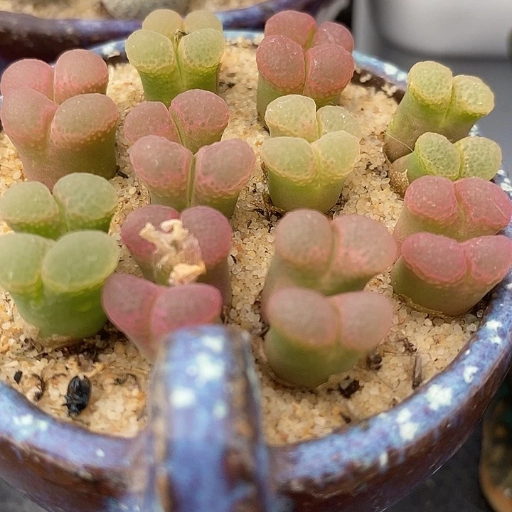 双头粉樱风铃一颗