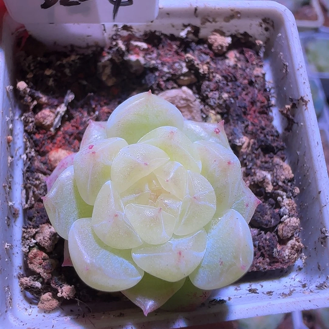 22-4福利黄心财富密码