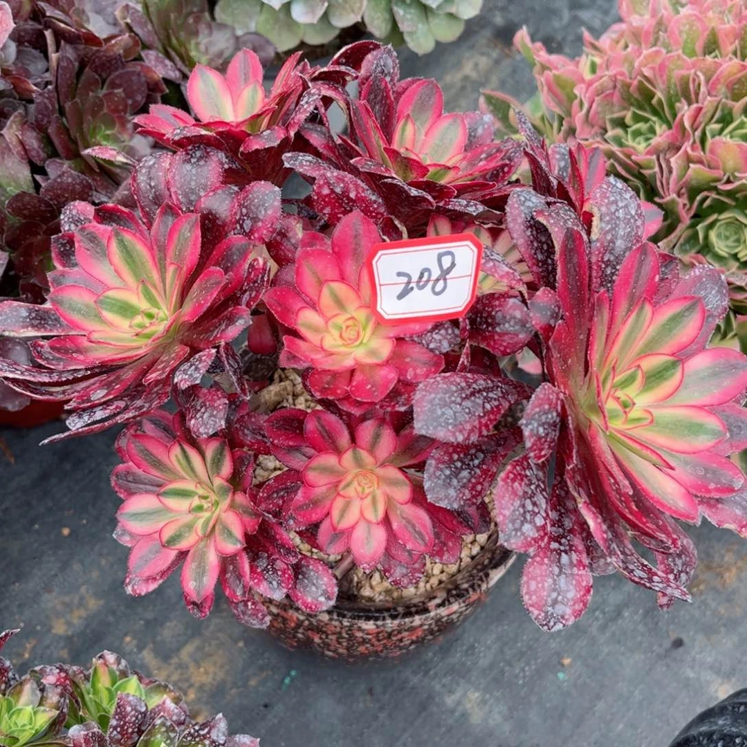 多肉植物208好多肉