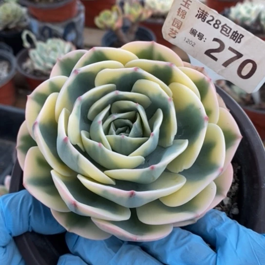 270一一一一一一一一一