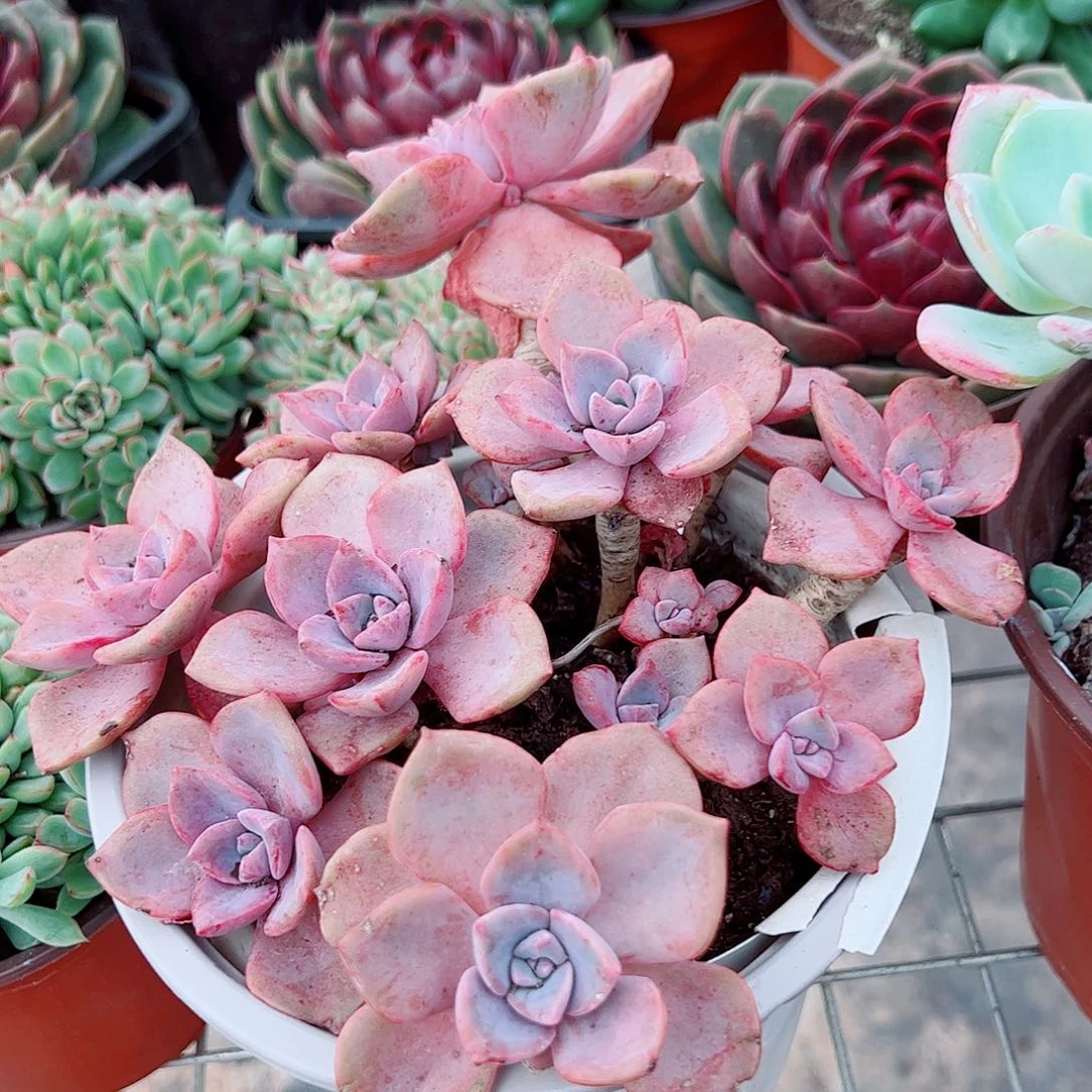 彩虹糖多头大盆群老桩