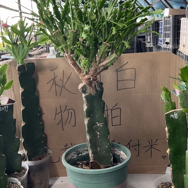 当前无花朵，栽培后可花朵米资脱土发货