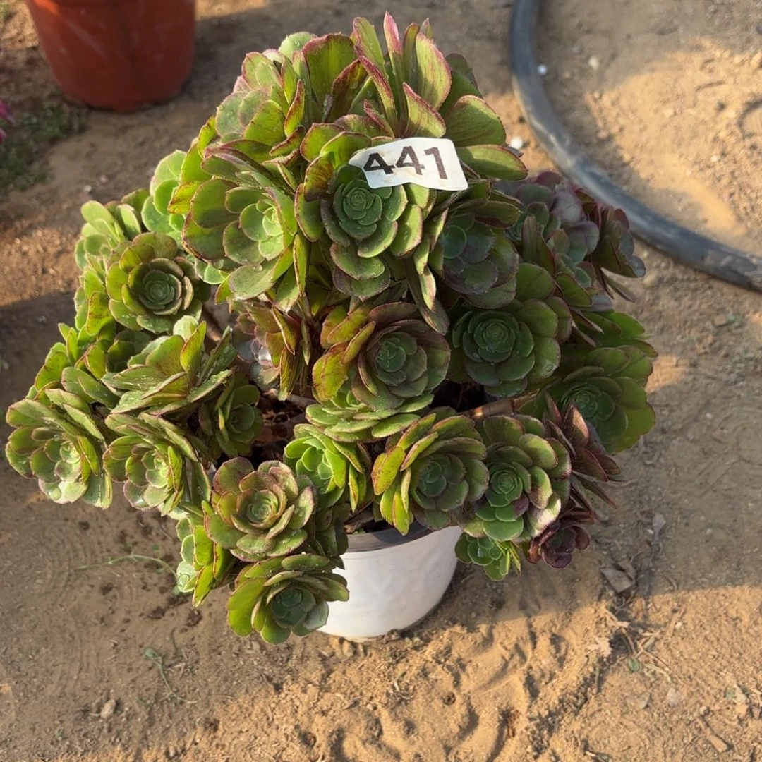 ᝰ****441花月夜砍过头不包损