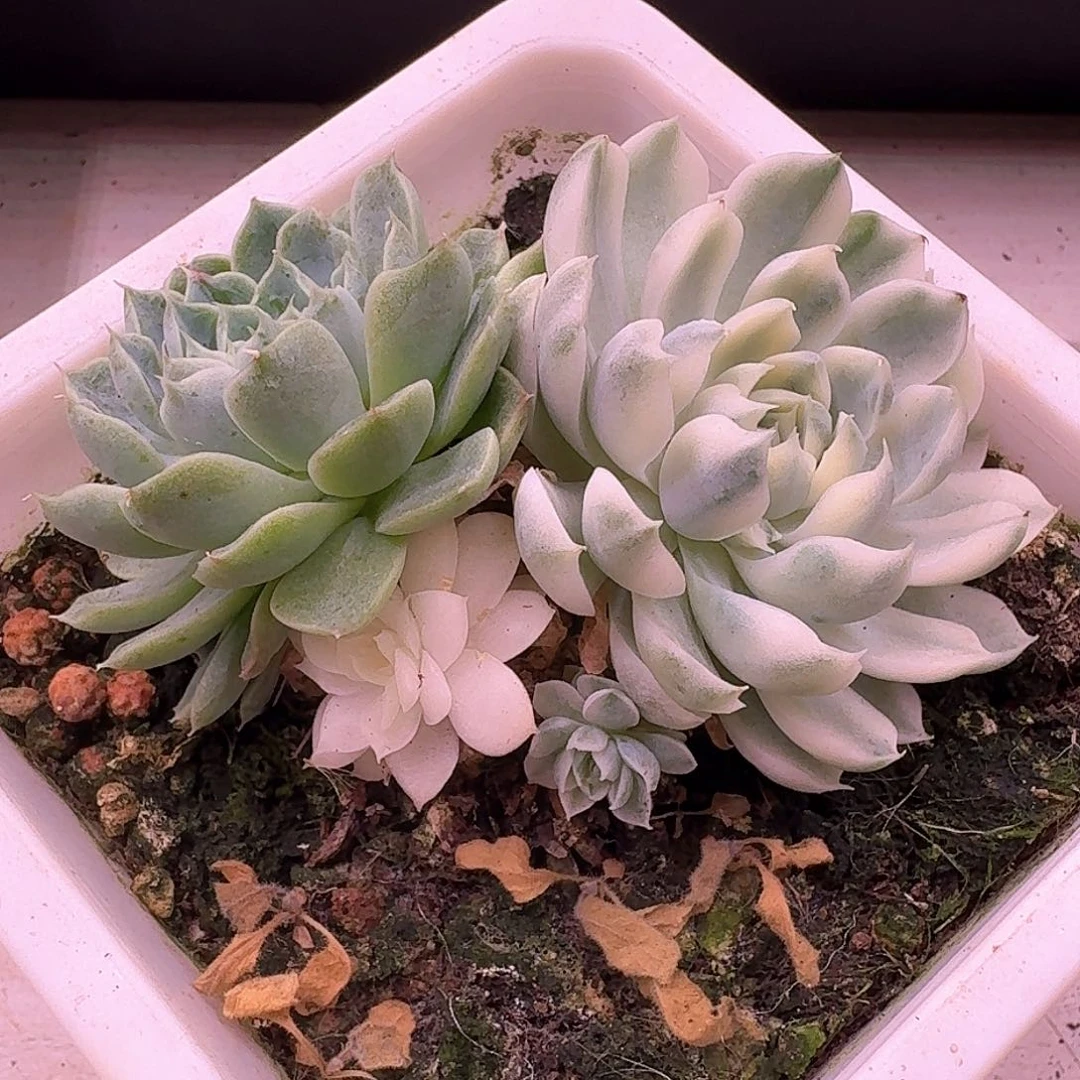香草月影锦多肉植物