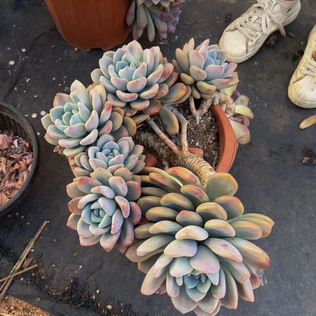奥普多肉植物000000016