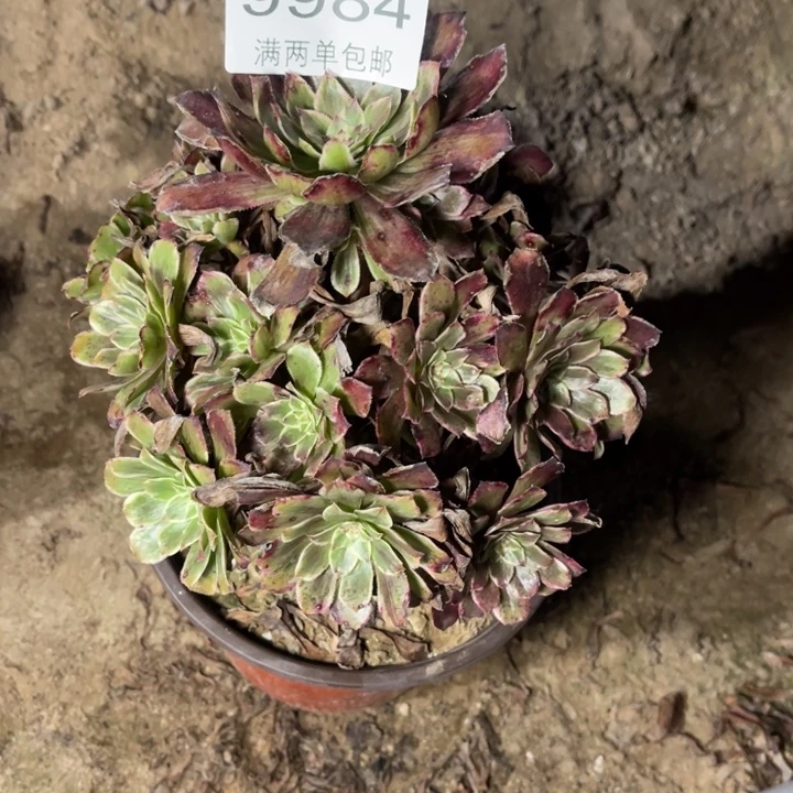 9984紫墨的的多肉的