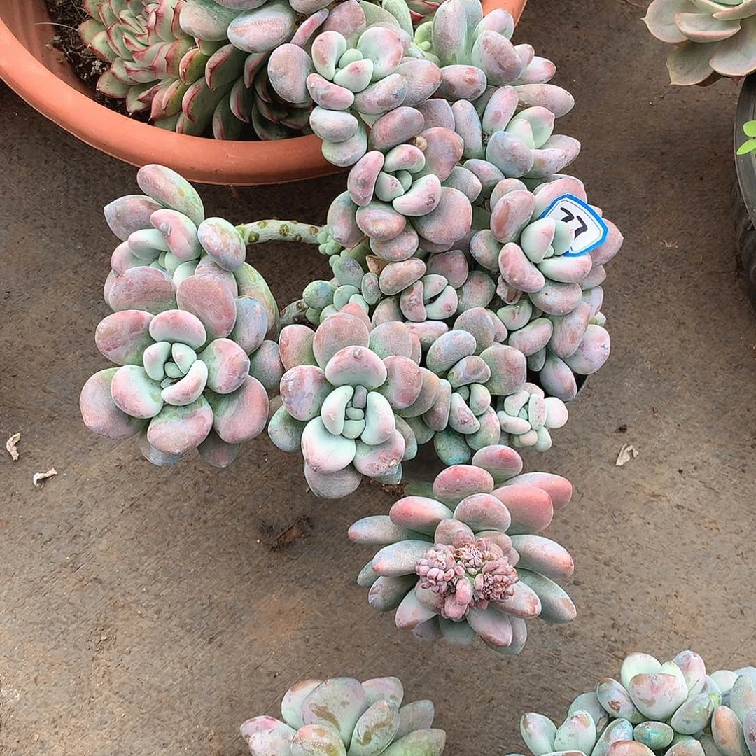 77洛神 一物一拍多肉