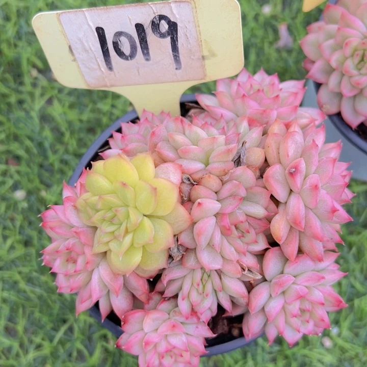 健健康康平平安安