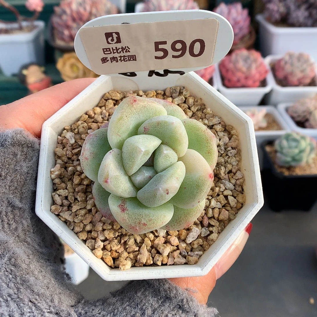 590白锦紫心冰玉石化多肉