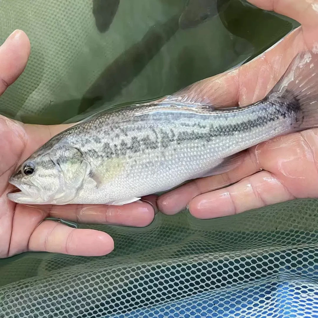 鲈鱼渔场批发大规格淡水鲈鱼12-14公分正品大口黑鲈鱼好养耐活