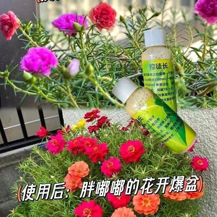 太阳花控旺矮化控型促进枝条发芽分化(植物通用型)