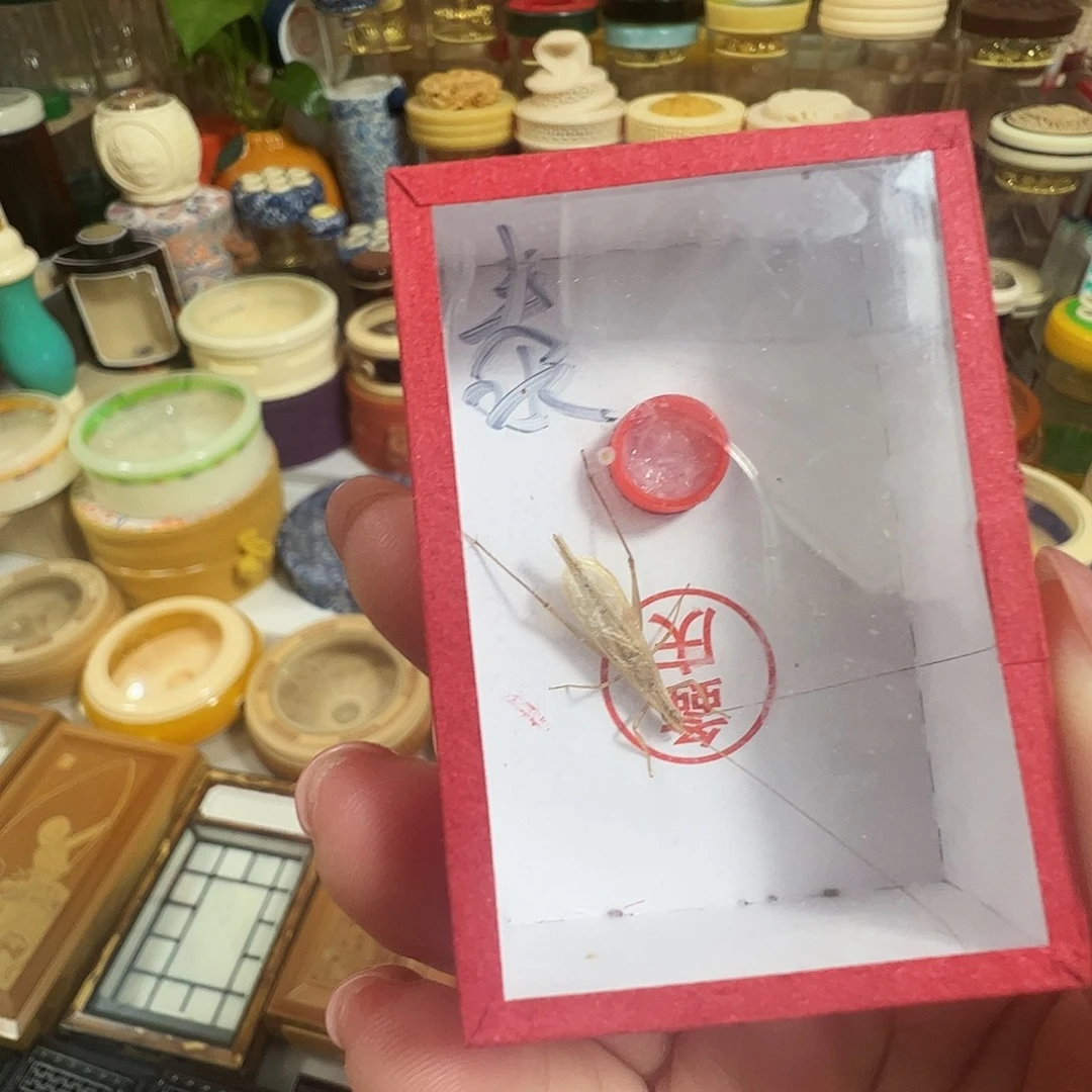 哈哈哈泰国竹蛉两个