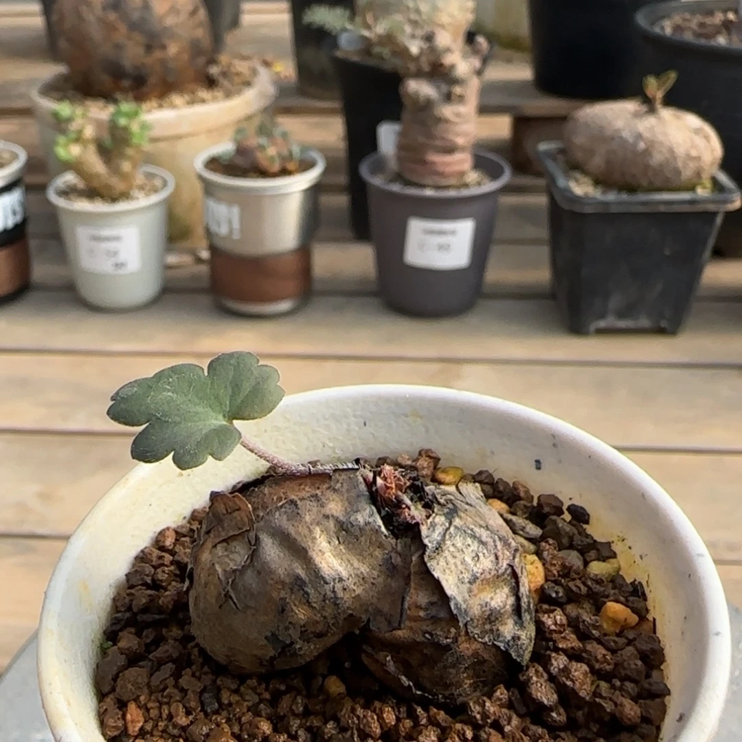 88肾叶洋葵块根植物