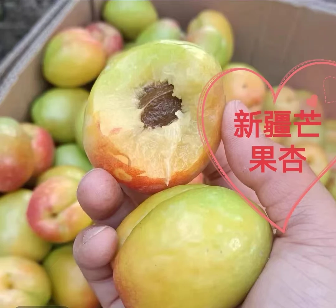 新疆阿克苏芒果杏3斤