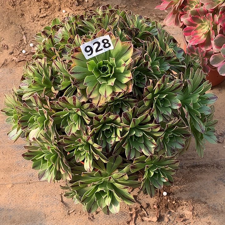 多肉植物碧火928号