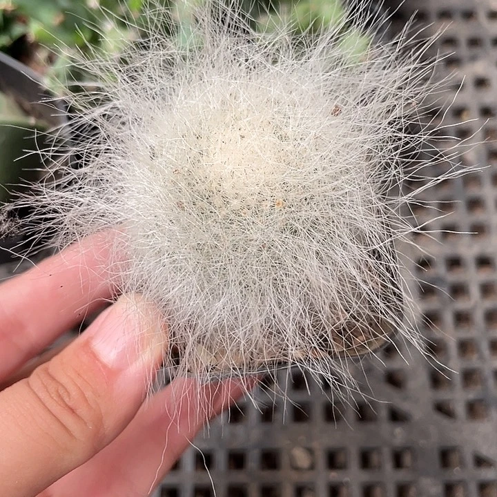 153仙人球开花植物