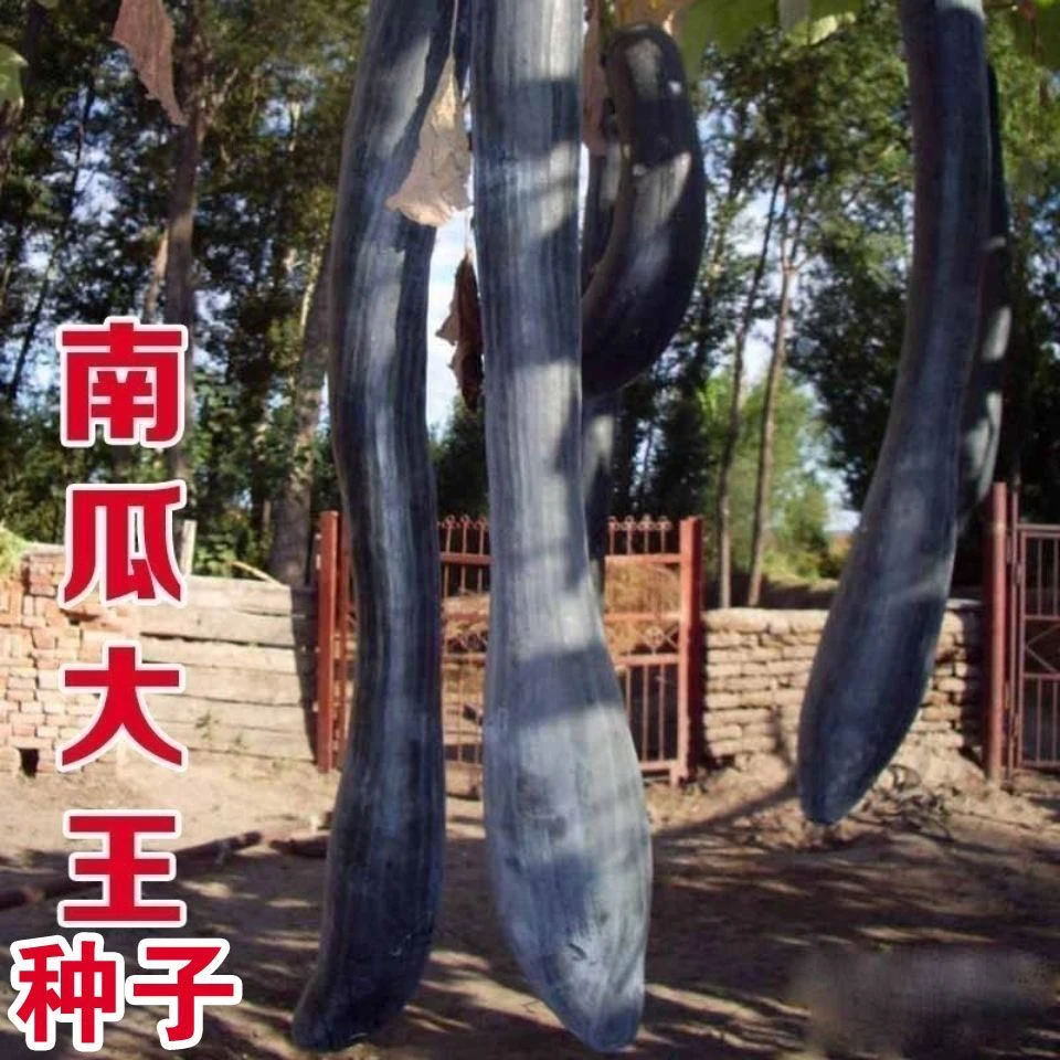 【全店5包包邮】南瓜大王种子超甜大吊瓜黑狼长南瓜高产蔬菜四季春