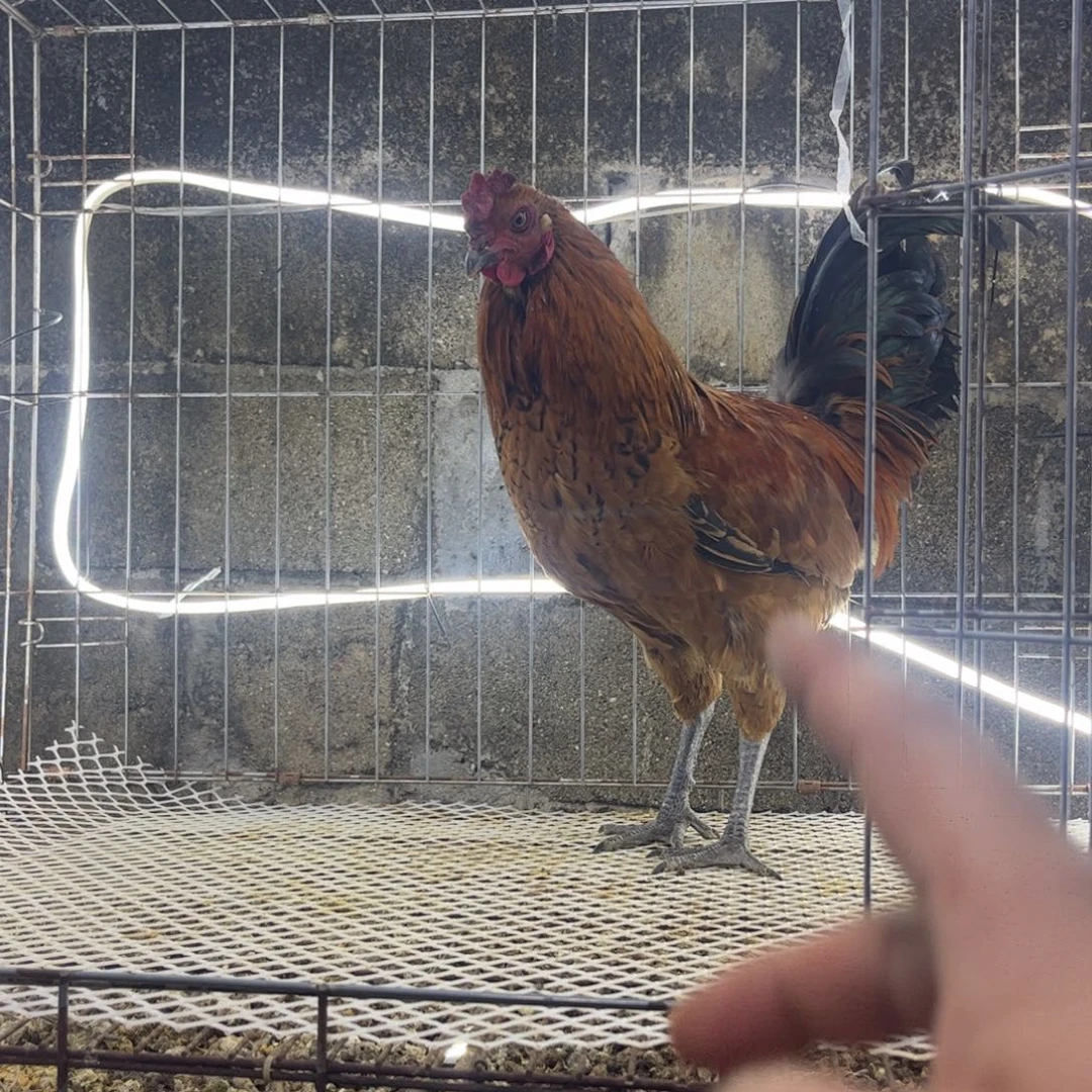 E***N斗鸡凤凰象限斗杂公鸡两只