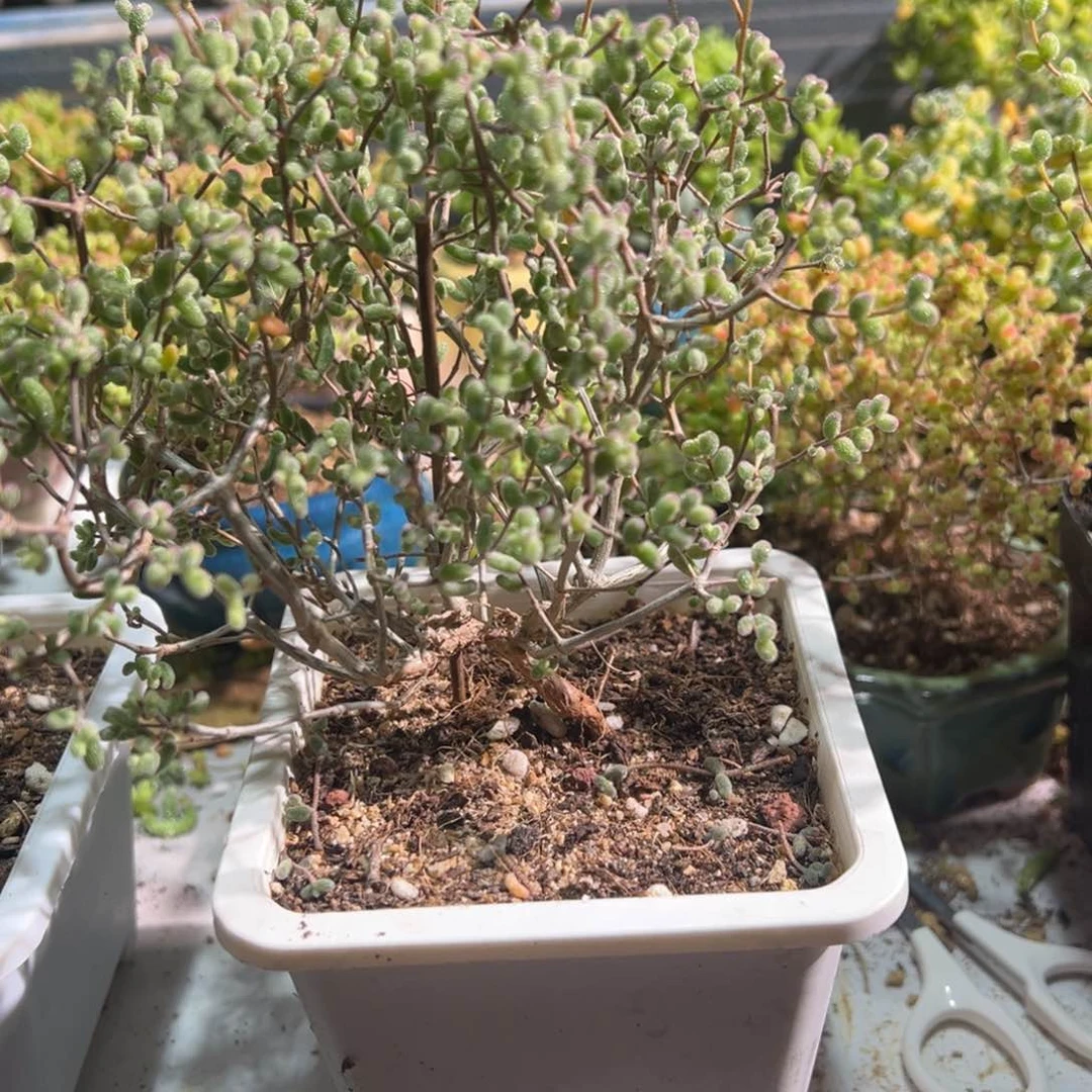 糖球白虎斑锦0012老桩