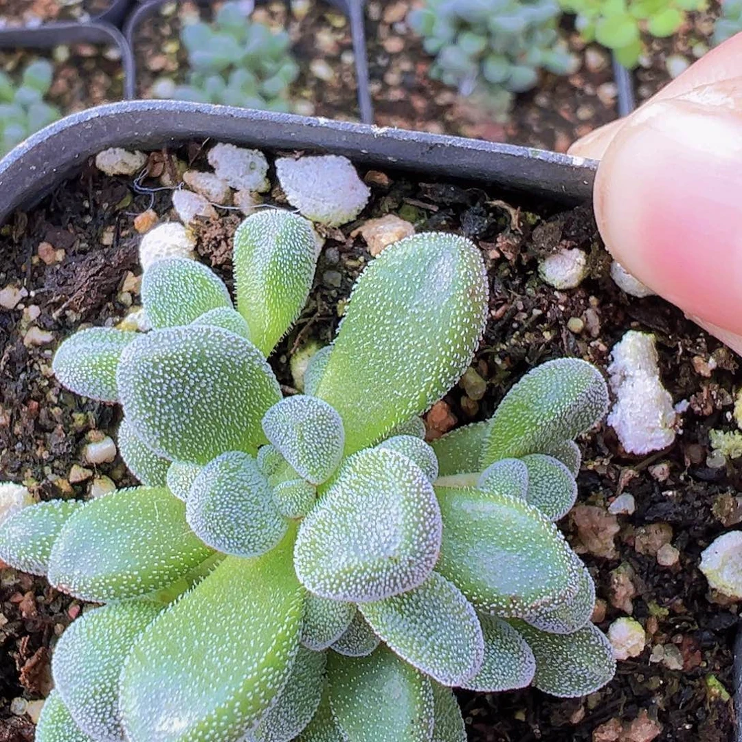 康兔子19包邮多肉植物