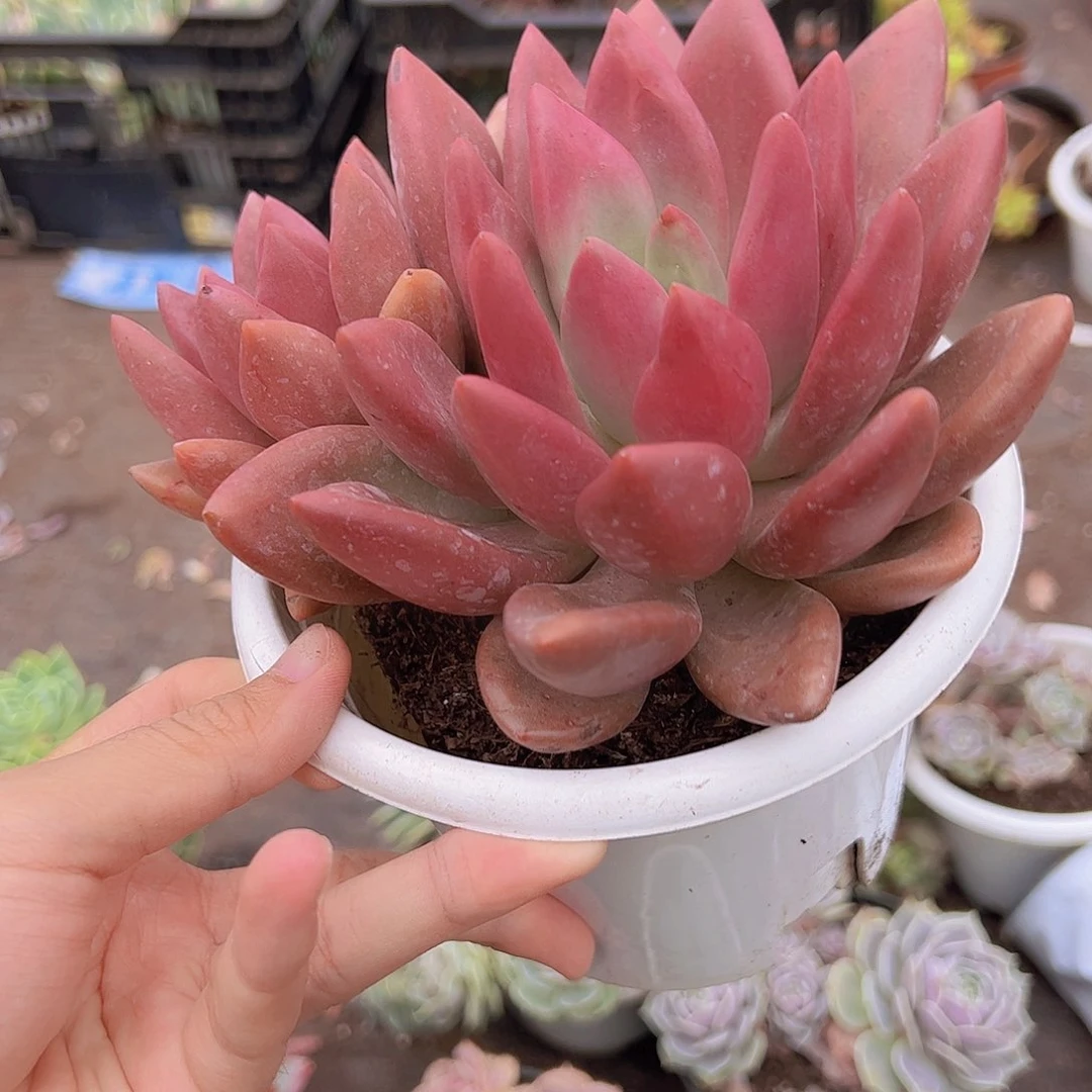 桃花源双头起发精控