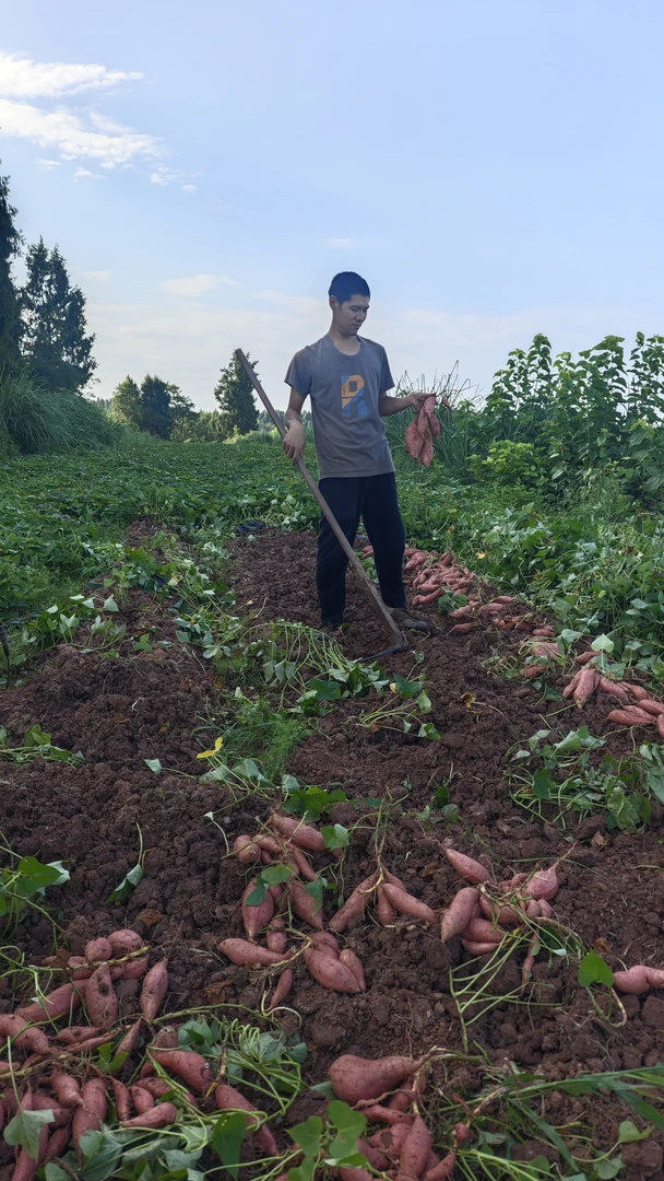 新鲜现挖蜜薯软糯香甜红薯