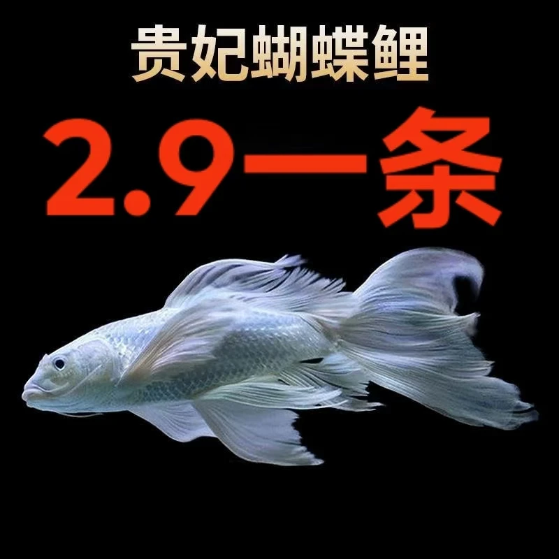 精品蝴蝶鲤普身纯种赛级贵妃大鳍大尾活体锦鲤鱼观赏包活