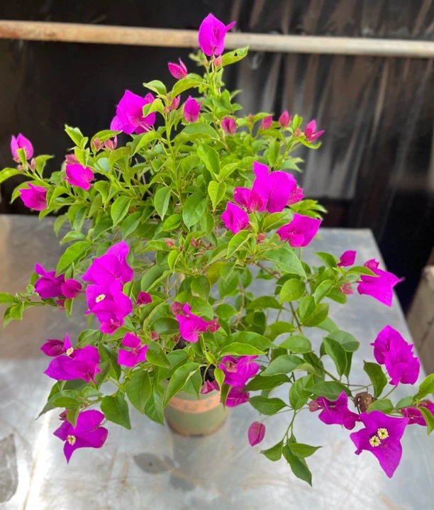 紫色三角梅石楠花，带花发货植物，室内外庭院阳台花卉盆栽！