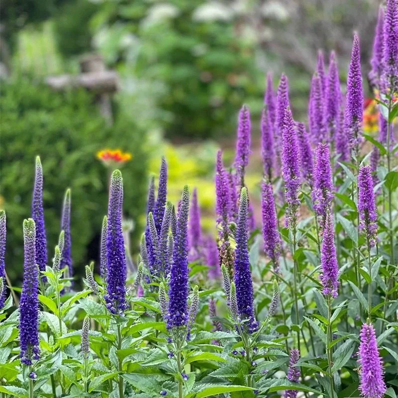 穗花婆婆纳盆栽 耐热耐晒多年生花卉 阳台庭院宿根花卉花期长好养