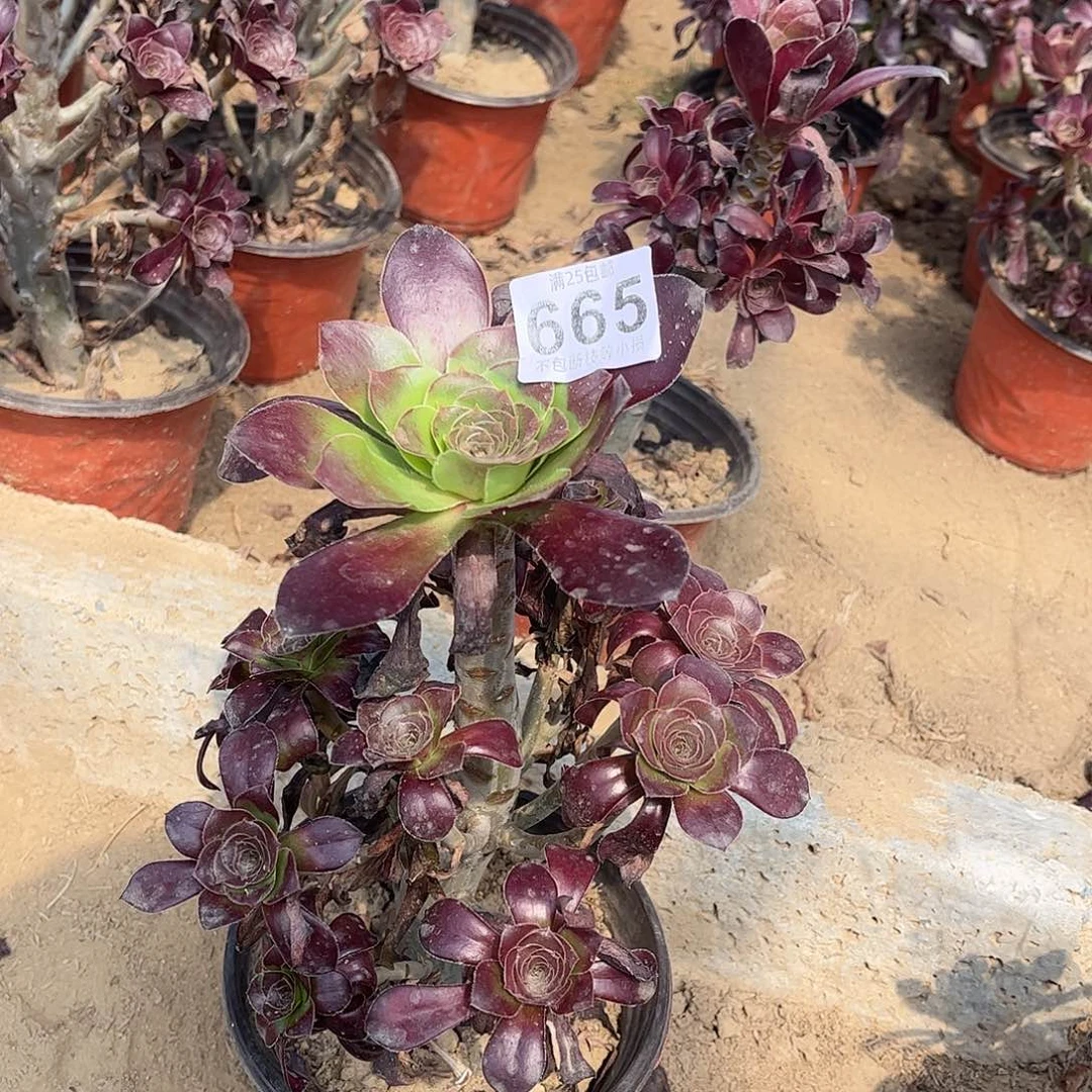 巫毒的665不包断枝