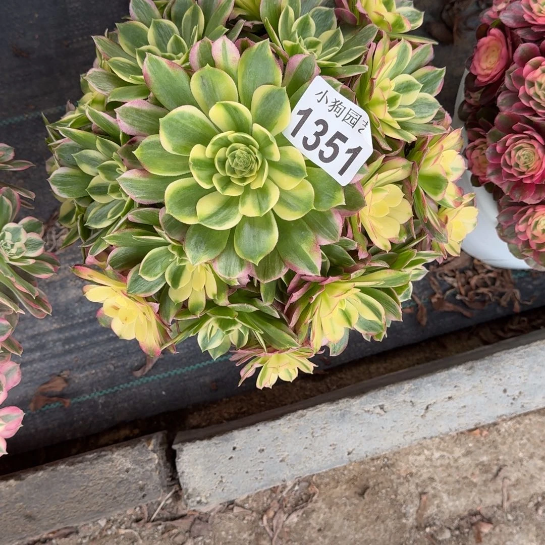 一***⑦海王多肉植物1351寄养
