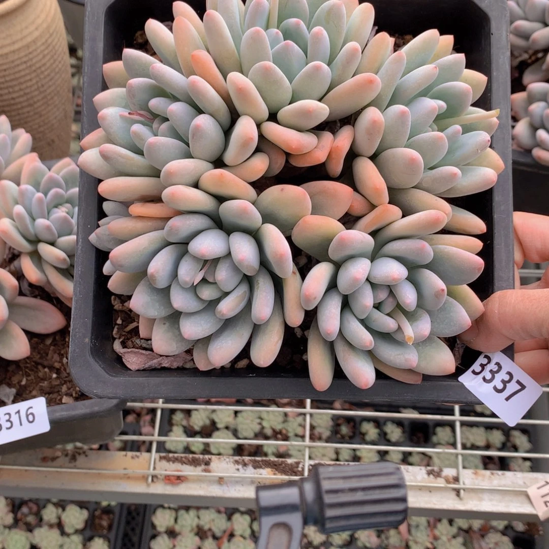 3337香水小样都在等