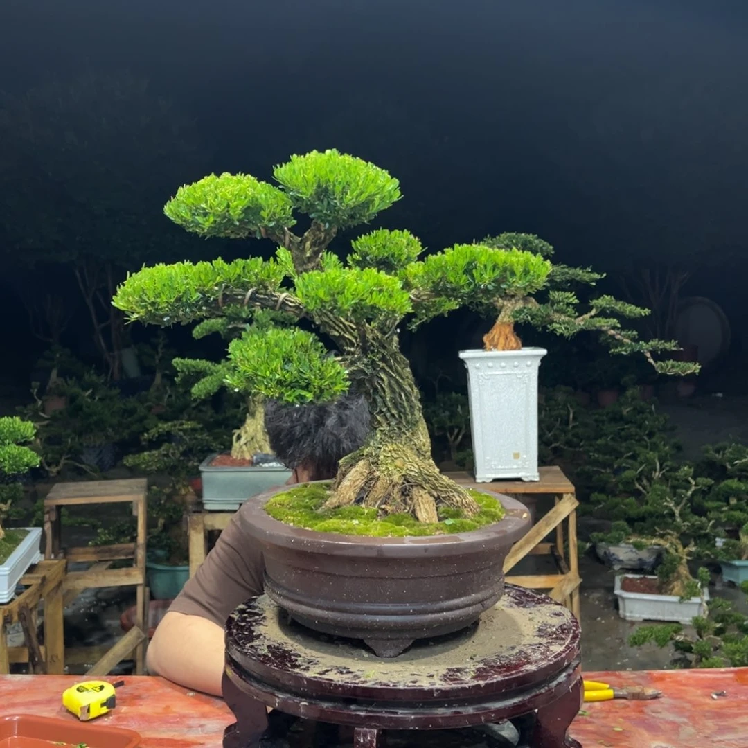 家***学无花朵广东皱皮雀舌黄杨