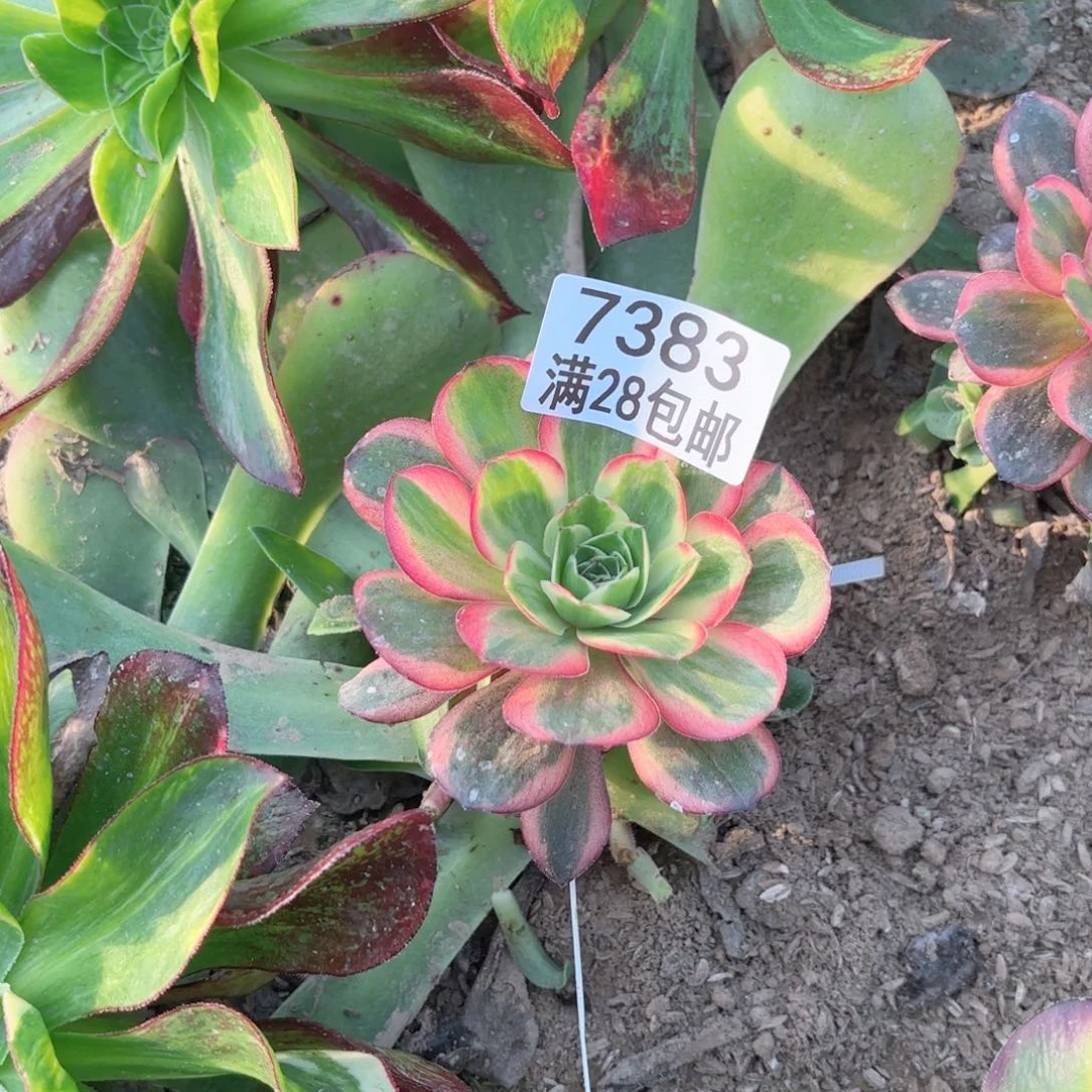 G. 7383玫瑰锦多肉