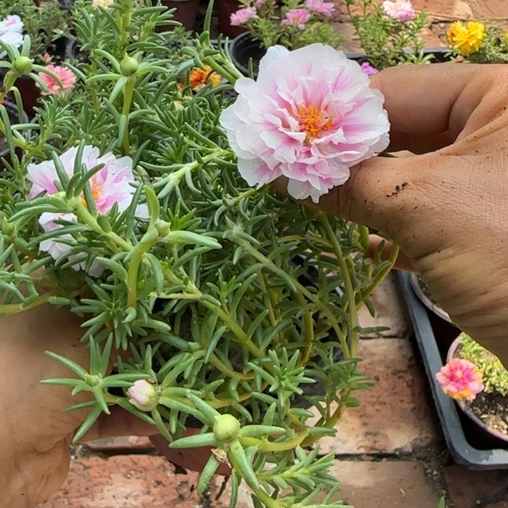 无花朵量拍玉芙蓉超小苗盆口10cm