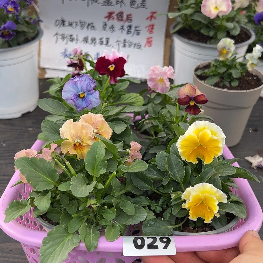 大部分花苞少量开放029号