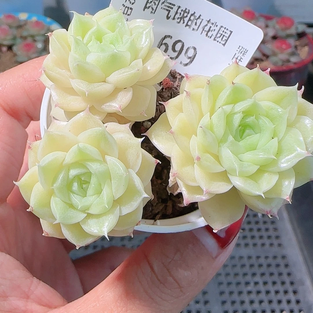 1203-699麦秆不包整