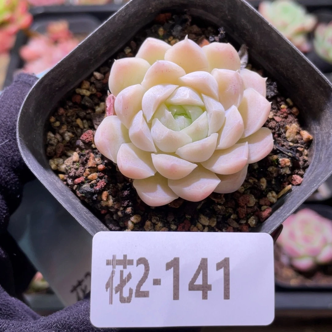 花利美2-141白月影