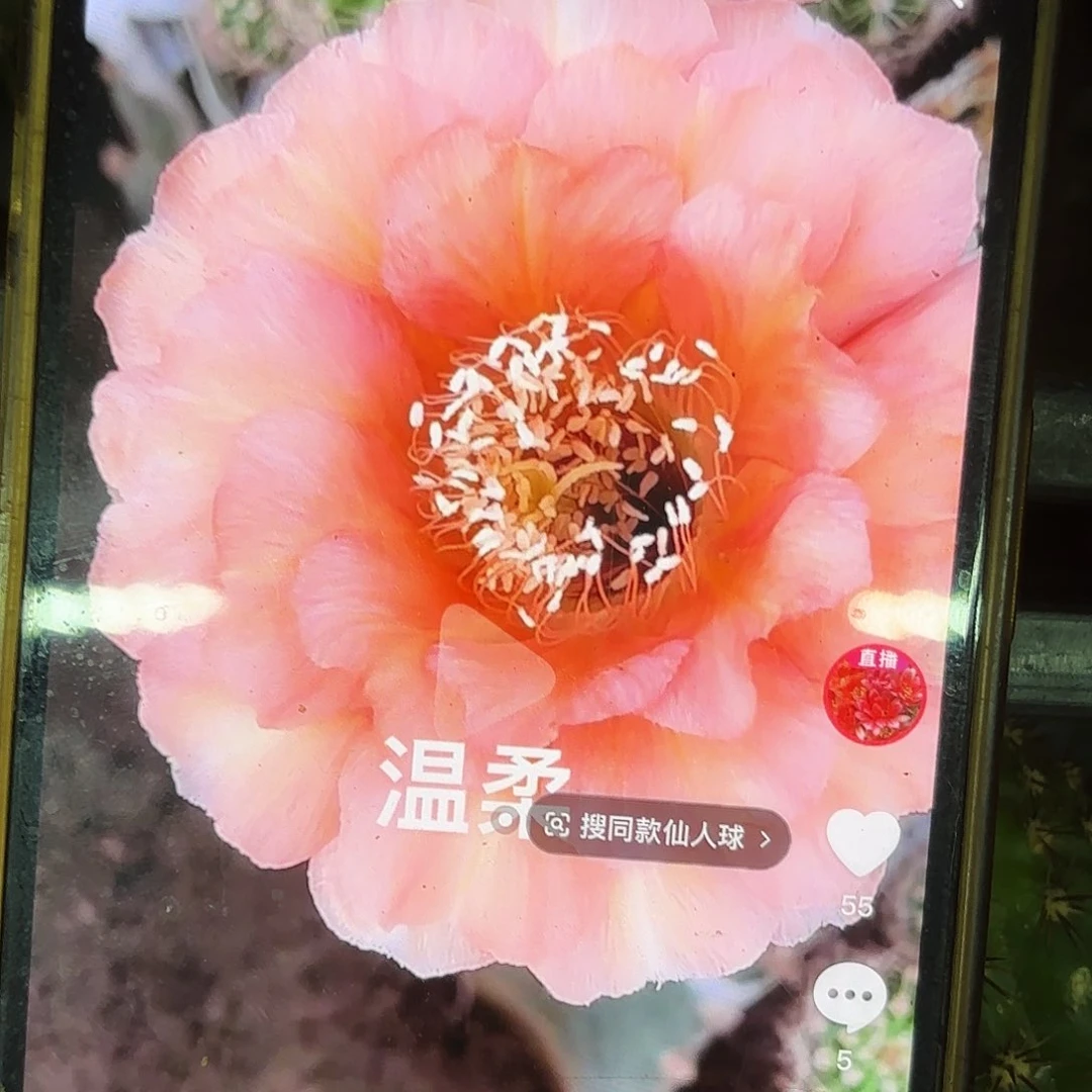 温柔彩侧牙20包邮仙人球8