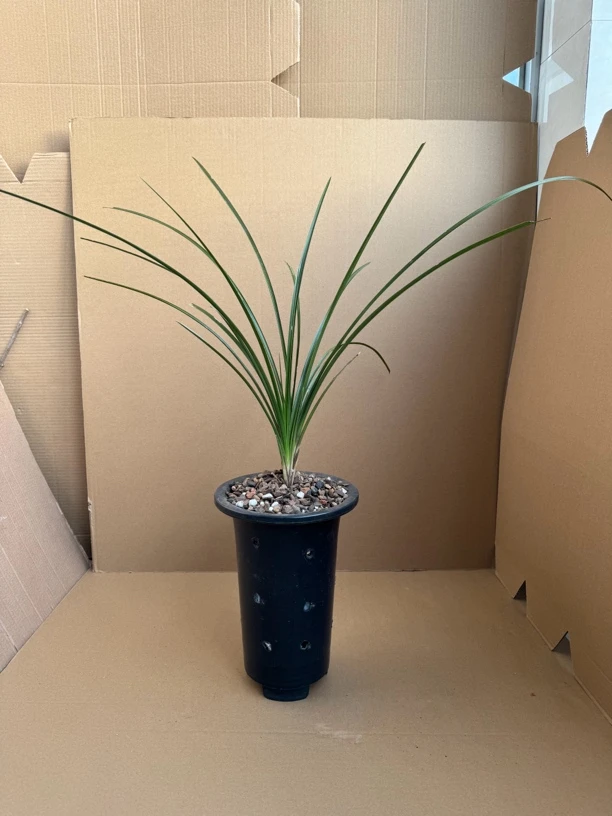 兰花 花卉绿植。浓香，直播间专用链接 一物一拍 私自拍无效 不发货