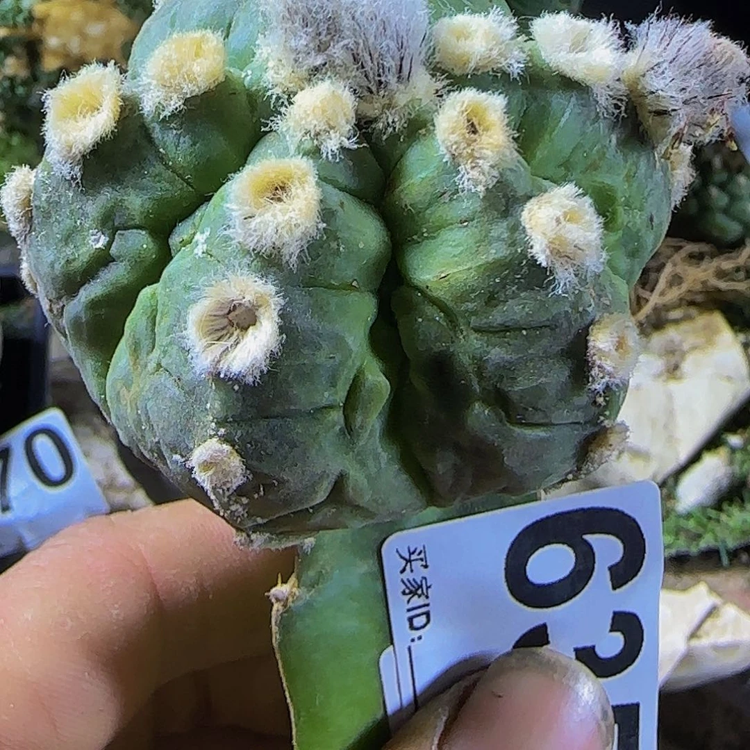 核桃635仙人球开花